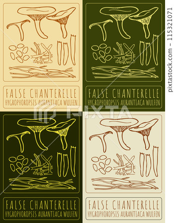 Set of vector drawing FALSE CHANTERELLE in various colors. Hand drawn illustration. The Latin name is HYGROPHOROPSIS AURANTIACA WULFEN. 115321071