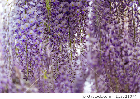 Blooming Wisteria Sinensis with scented classic purple flowersin full bloom in hanging racemes closeup. Garden with wisteria in spring 115321074