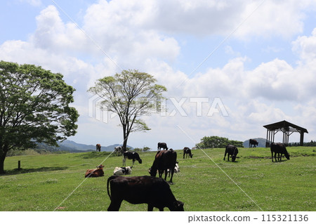 黃金週/高千穗農場/宮崎 黃金週/高千穗農場/宮崎 115321136