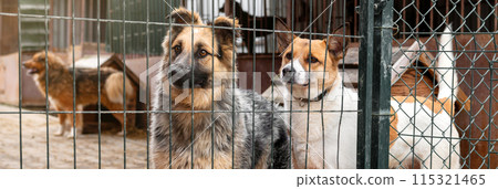 Stray dog in animal shelter waiting for adoption. Portrait of homeless dog in animal shelter cage. 115321465
