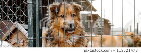 Stray dog in animal shelter waiting for adoption. Portrait of homeless dog in animal shelter cage. 115321478