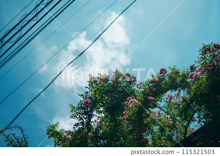 Crape myrtle stretching into the sky 115321503