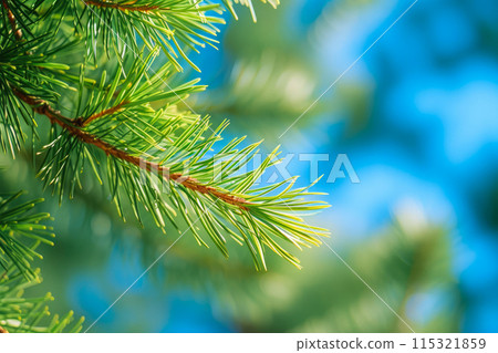Ethereal Pine Canopy: Sun-Kissed Forest Wonders 115321859