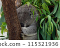 Koala sleeping soundly at Hirakawa Zoo 115321936