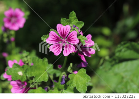 Pink mallow flowers blooming in a spring garden 115322222