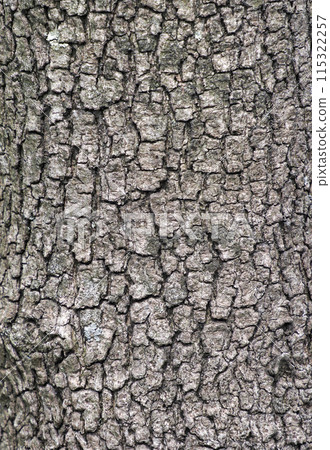 Bark - Dogwood Bark - Dogwood 115322257