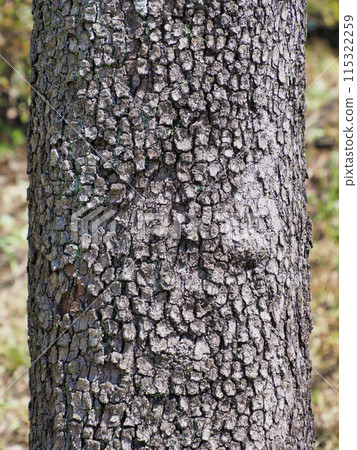 樹皮/山茱萸 樹皮/山茱萸 115322259