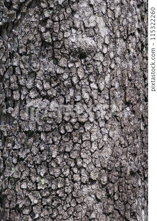 Bark - Dogwood 115322260