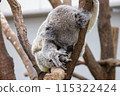 Sleeping koala at Hirakawa Zoo 115322424