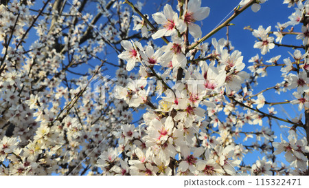 Beautiful branches of a blooming almond tree against the blue sky in early spring Beautiful branches of a blooming almond tree against the blue sky in early spring 115322471