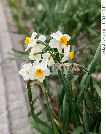 一束束黃水仙的白花盛開在冬天的花床上 一束束黃水仙的白花盛開在冬天的花床上 115322514