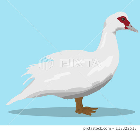 Muscovy duck isolated on cyan background vector illustration. Domestic bird stays on feets with Muscovy duck isolated on cyan background vector illustration. Domestic bird stays on feets with 115322515