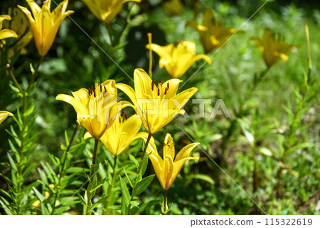 百合花 黃花 夏季素材 115322619