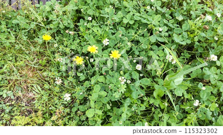 Flowers and weeds Flowers and weeds 115323302