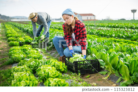 Young female farmer gathering crop of green lettuce Young female farmer gathering crop of green lettuce 115323812
