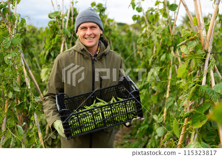 Farmer harvesting ripe peas in farm field Farmer harvesting ripe peas in farm field 115323817
