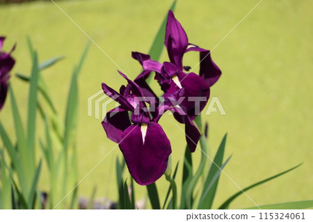 名為渡輪的鳶尾花深紫色花瓣的特寫。 115324061