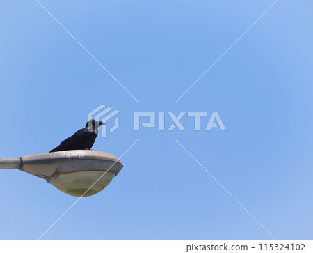 一隻長嘴烏鴉棲息在骯髒的路燈上 一隻長嘴烏鴉棲息在骯髒的路燈上 115324102