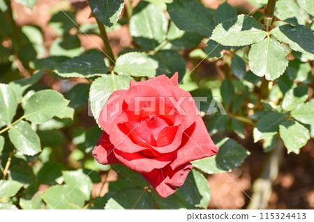 明亮的紅色春天玫瑰 115324413