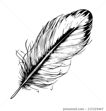 bird feather on white background hand drawn sketch bird feather on white background hand drawn sketch 115324467