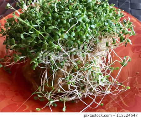 Green alfalfa sprouts and stuffed cabbage with meat close-up. Microgreens in glass red plate on the table at restaurant. Healthy food. Concept of diet, healthy products and proper nutrition Green alfalfa sprouts and stuffed cabbage with meat close-up. Microgreens in glass red plate on the table at restaurant. Healthy food. Concept of diet, healthy products and proper nutrition 115324647