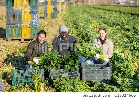 Multiracial man and women squatting at crates with celery plantation 115324660