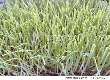 Cultivation of wheat microgreens in plastic container for germination. The beginning of germination, the fourth day. For cultivation of microgreens are created special lighting and microclimate 115324675