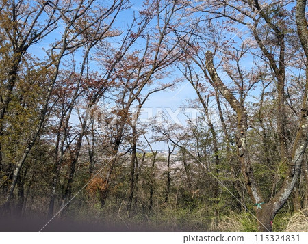 Mountain cherry blossoms are beginning to sprout against the backdrop of a blue sky. Mountain cherry blossoms are beginning to sprout against the backdrop of a blue sky. 115324831