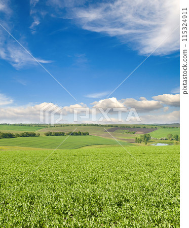 green pea field and blue sky. Vertical photo. green pea field and blue sky. Vertical photo. 115324911