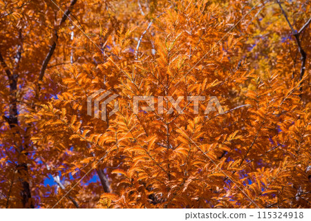 Vivid autumn colors [Metasequoia] 115324918