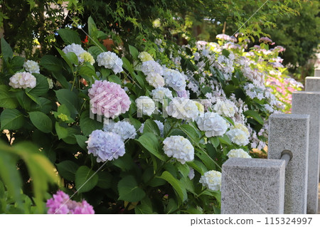 Colorful hydrangea flowers blooming in the grounds of a shrine in early summer 115324997