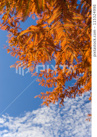 Autumn colors in full bloom [Metakoseiya] 115324998