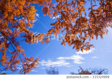 盛開的秋色【Metako Seiya】 盛開的秋色【Metako Seiya】 115324999