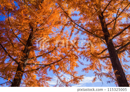 Autumn colors in full bloom [Metakoseiya] 115325005