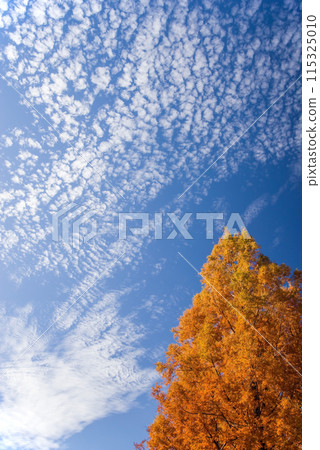 Autumn colors in full bloom [Metakoseiya] 115325010