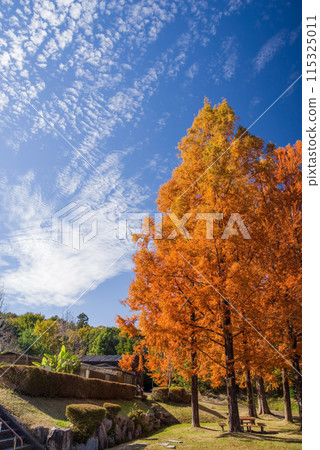 Autumn colors in full bloom [Metakoseiya] 115325011