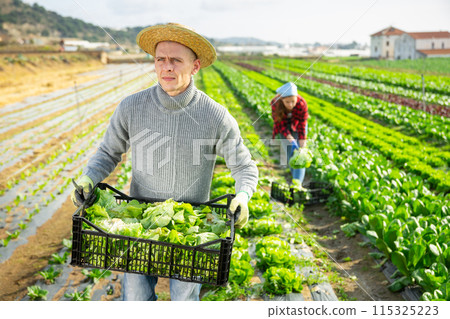 Farmer carrying box with green lettuce during harvest 115325223