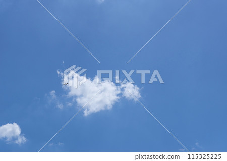 鳥兒在藍天飛翔 115325225
