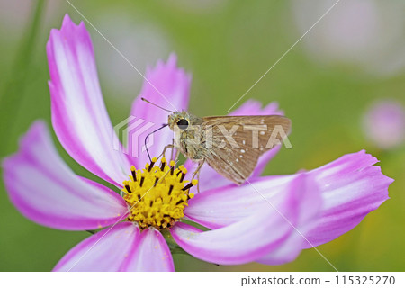 秋天的櫻花和蝴蝶 115325270