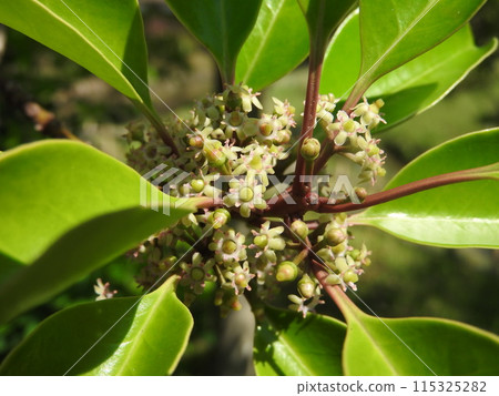 "Ilex nigricans" flower "Ilex nigricans" flower 115325282