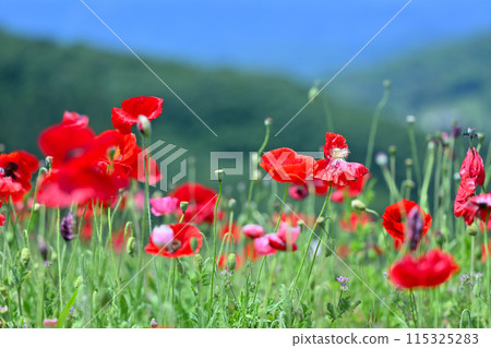 Poppies in the Sky: Chichibu Highlands Ranch (Minano Town, Higashichichibu Village, Saitama Prefecture) Poppies in the Sky: Chichibu Highlands Ranch (Minano Town, Higashichichibu Village, Saitama Prefecture) 115325283