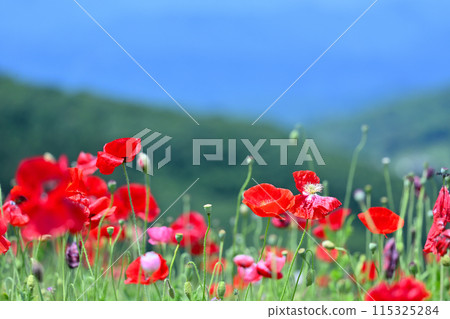 Poppies in the Sky: Chichibu Highlands Ranch (Minano Town, Higashichichibu Village, Saitama Prefecture) Poppies in the Sky: Chichibu Highlands Ranch (Minano Town, Higashichichibu Village, Saitama Prefecture) 115325284