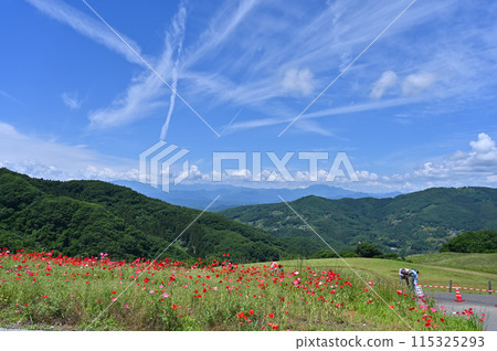 Poppies in the Sky: Chichibu Highlands Ranch (Minano Town, Higashichichibu Village, Saitama Prefecture) 115325293