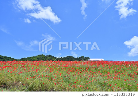 Poppies in the Sky: Chichibu Highlands Ranch (Minano Town, Higashichichibu Village, Saitama Prefecture) Poppies in the Sky: Chichibu Highlands Ranch (Minano Town, Higashichichibu Village, Saitama Prefecture) 115325319