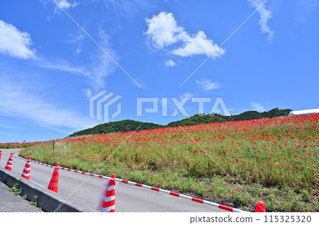 Poppies in the Sky: Chichibu Highlands Ranch (Minano Town, Higashichichibu Village, Saitama Prefecture) Poppies in the Sky: Chichibu Highlands Ranch (Minano Town, Higashichichibu Village, Saitama Prefecture) 115325320