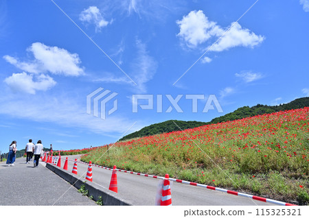 Poppies in the Sky: Chichibu Highlands Ranch (Minano Town, Higashichichibu Village, Saitama Prefecture) 115325321