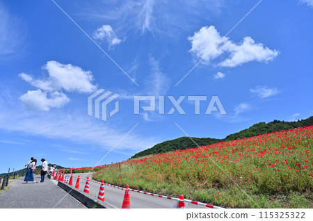 天空中的罌粟 秩父高原農場（埼玉縣南野町東秩父村） 115325322