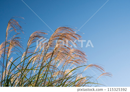Autumn image: Japanese silver grass shining in the morning sun 115325392