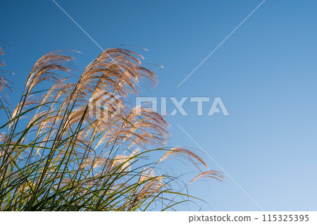 秋天的形象:潘帕斯草在早晨的陽光下閃閃發光 秋天的形象:潘帕斯草在早晨的陽光下閃閃發光 115325395
