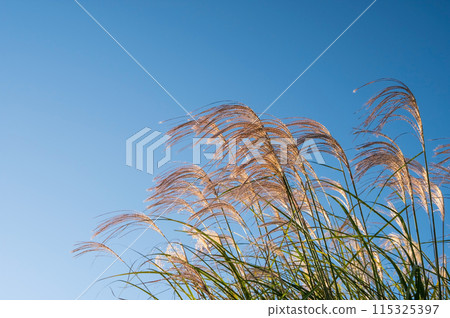 Autumn image: Japanese silver grass shining in the morning sun 115325397